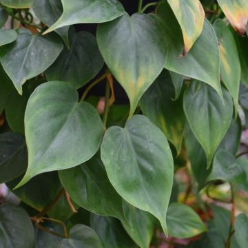 Epipremnum Aureum, Pothos 'Jade'