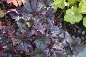 Heuchera, Black Leaf Coral Bells 'Obsidian'