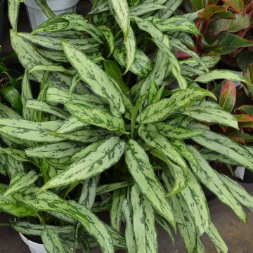 Aglaonema 'Cutlass'