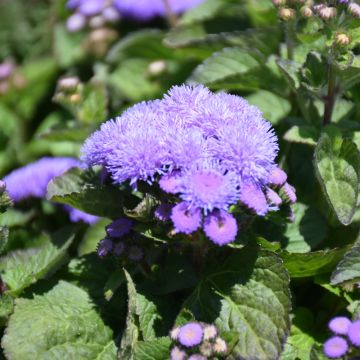 Ageratum, Flossflower Aloha Blue