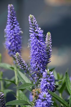 Veronica, Long-leaf Speedwell 'Skyward™ Blue'