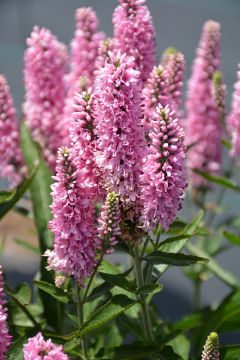 Veronica, Long-leaf Speedwell 'Skyward™ Pink'