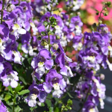 Angelonia, Alonia™ 'Big Bicolor Purple'