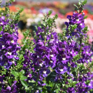 Angelonia, Alonia™ 'Big Indigo'