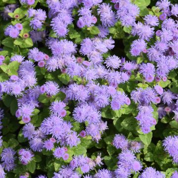 Ageratum, Flossflower Aguilera™ Sky Blue 