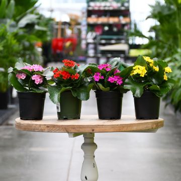 Kalanchoe Calandiva, Assorted