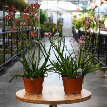 Anigozanthos 'Kangaroo Paw'