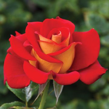 Rosa, Floribunda Rose 'Ketchup & Mustard™'