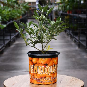 Citrus, Kumquat