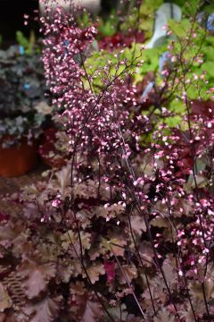 Heuchera, Red Leaf Coral Bells 'Peach Crisp'