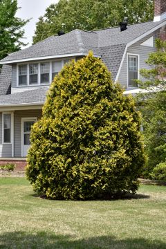 Thuja, Arborvitae 'Yellow Ribbon' (Large)