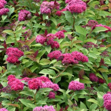 Spiraea, Japanese Spirea 'Double Play® Doozie®'