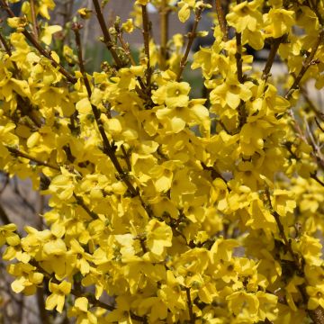 Forsythia, Border Forsythia 'Show Off®'