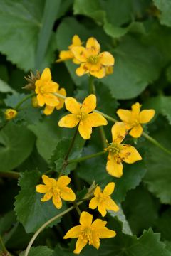 Caltha, Marsh Marigold 'Minnesota Native'