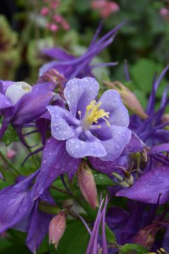 Aquilegia, Columbine 'Earlybird™ Purple and Blue'