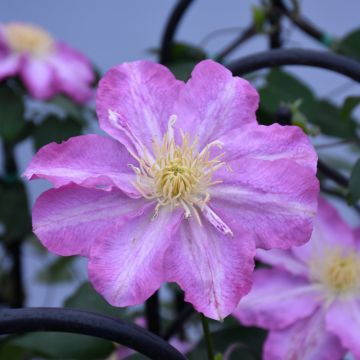 Clematis, 'Asao'