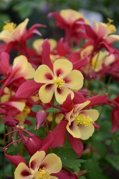 Aquilegia, Columbine 'Earlybird™ Red and Yellow'