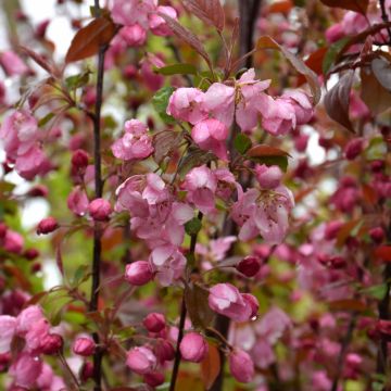 Malus, Flowering Crabapple 'Rejoice™' (Large Sizes)