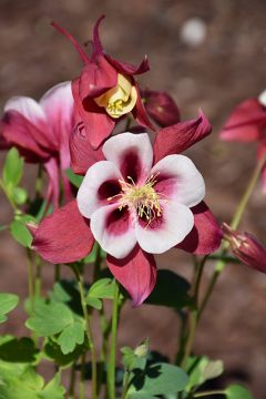 Aquilegia, Columbine 'Earlybird™ Red and White'