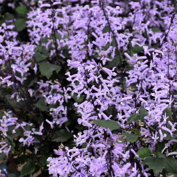 Plectranthus, Swedish Ivy 'Mona Lavender'