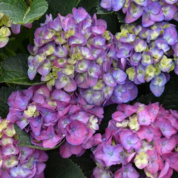 Hydrangea, Bigleaf 'Seaside Serenade® Newport'