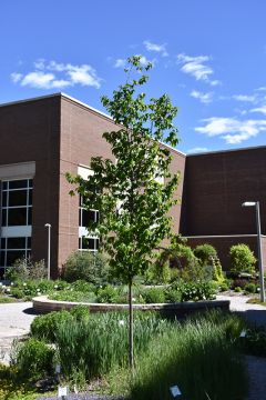 Ostrya, American Hophornbeam 'Autumn Treasure®' (Large)