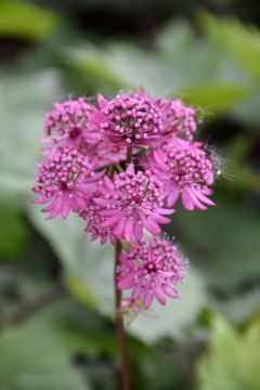 Astrantia, Masterwort, 'Star of Beauty'