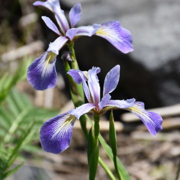 Iris, Northern Blueflag Iris, 6 pack