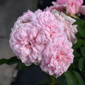 Rose, Shrub 'Reminiscent® Pink'