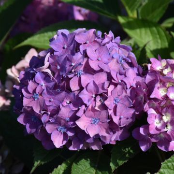 Hydrangea, Bigleaf 'Let’s Dance® ¡Arriba!™'