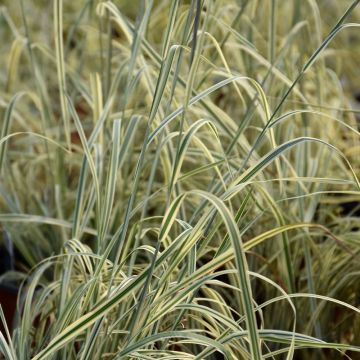 Schizachyrium, Little Bluestem 'Shining Star™'