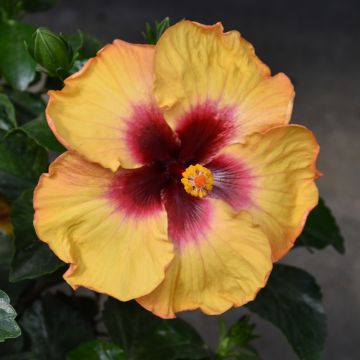 Hibiscus, Hollywood® 'Rico Suave™'