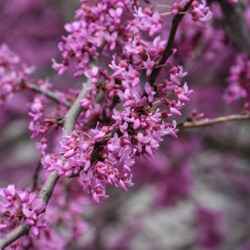 Cercis, Minnesota Strain Redbud (Large Sizes)