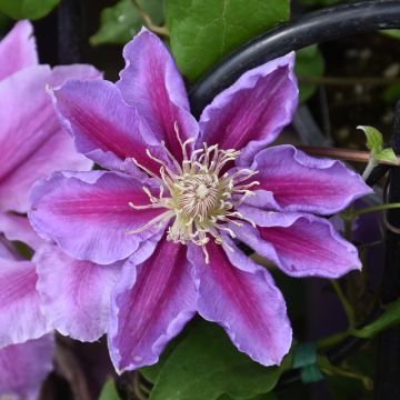 Clematis, 'Bees Jubilee'