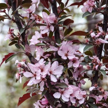 Malus, Flowering Crabapple 'Raspberry Spear™' (Large Sizes)