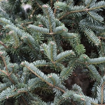 Abies, Balsam Fir 'Tyler Blue' (Large Sizes)