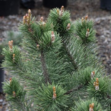 Pinus, Mugo Pine 'La Cabana' (Large Sizes)