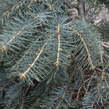 Abies, White Fir 'Blue Cloak' (Large Sizes)