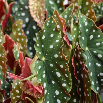 Begonia Maculata 'Spotted Begonia'