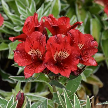 Alstroemeria, Peruvian Lily 'Katiana®'