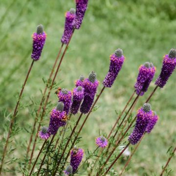 Dalea, Purple Prairie Clover, 6 pack