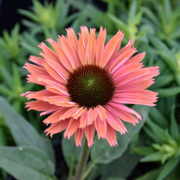 Echinacea, Coneflower 'SunSeekers® Rainbow'