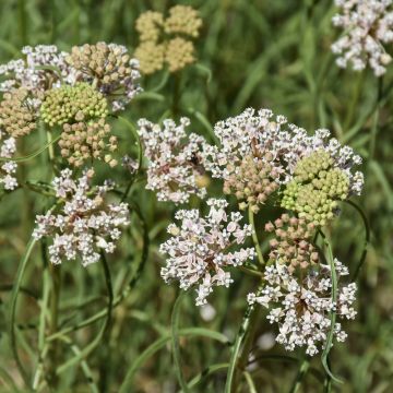 Asclepias, Whorled Milkweed, 6 pack