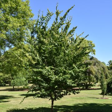 Carpinus, Blue Beech 'Rising Fire®' (Large)