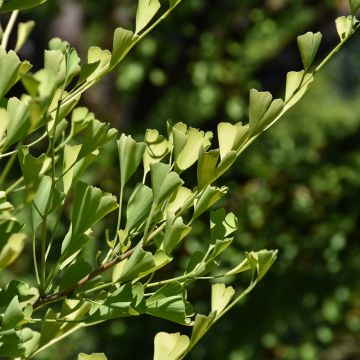 Ginkgo, 'Goldspire™' (Large Sizes)