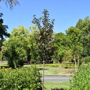 Malus, Flowering Crabapple 'Ruby Dayze™' (Large Sizes)