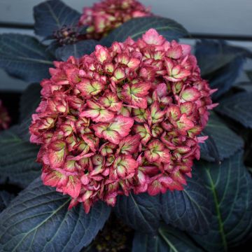 Hydrangea, Bigleaf 'First Editions® Eclipse®'