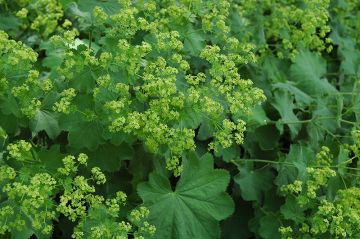 Alchemilla, Lady's Mantle