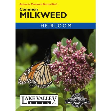 Asclepias, Common Milkweed, 0.4g