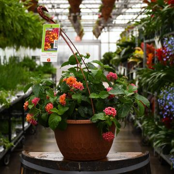 Lantana, Bandolero 'Cherry Sunrise' Hanging Basket 12"